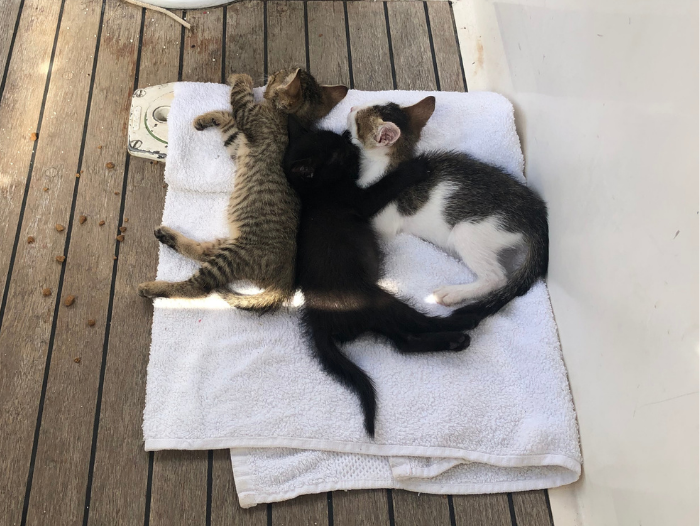 My heart is full…of kittens